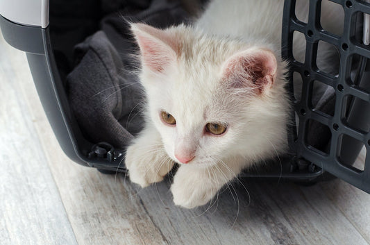 El transportín perfecto para tu perro o gato - astorpet